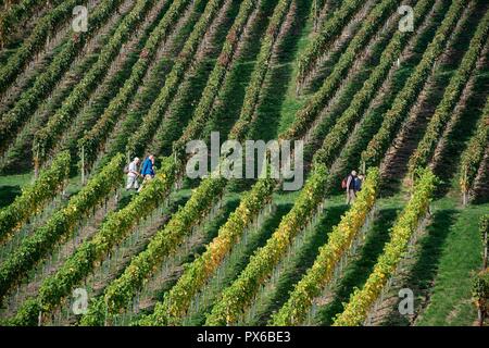 Mayschoss, Ahr Valley, Germany. 10-17-2018. Walking through the vinyards along the Red Wine Trail (Rotweinwanderweg) in the romantic Ahr Valley is ver Stock Photo