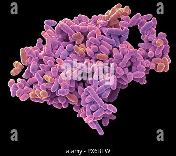 Dividing yeast cells. Coloured scanning electron micrograph (SEM) of Schizosaccharomyces pombe yeast cells dividing. S. pombe is a single-celled fungu Stock Photo
