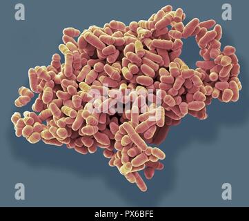 Dividing yeast cells. Coloured scanning electron micrograph (SEM) of Schizosaccharomyces pombe yeast cells dividing. S. pombe is a single-celled fungu Stock Photo
