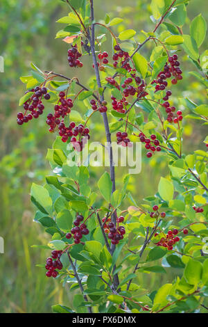 Wild Western Chokecherry shrub (Prunus virginiana var. demissa) growing along East Plum Creek, Castle Rock Colorado US. Photo taken in August. Stock Photo