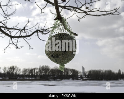 Birdseed in a net hanging from the branch next to Alte Donau in the winter, Austria, Vienna, 22. District, Old Danube Stock Photo