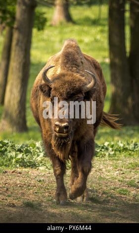 The European bison, also known as wisent or the European wood bison. Stock Photo