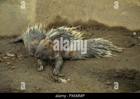 Chiang Mai, Thailand - July 1, 2018 :  At Chiang Mai Zoo, Malayan porcupine, Himalayan porcupine (Hystrix brachyura). Stock Photo