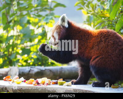 A Red Panda Eating Stock Photo