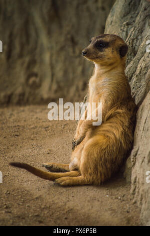 Chiang Mai, Thailand - July 1, 2018 :  At Chiang Mai Zoo, The meerkat is a small carnivoran belonging to the mongoose family. Stock Photo