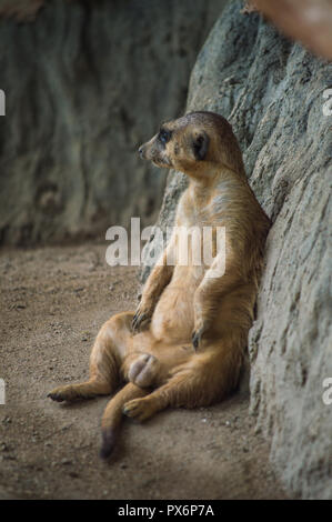 Chiang Mai, Thailand - July 1, 2018 :  At Chiang Mai Zoo, The meerkat is a small carnivoran belonging to the mongoose family. Stock Photo