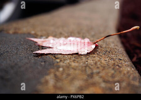Single fallen maple leaf with rain droplets Stock Photo