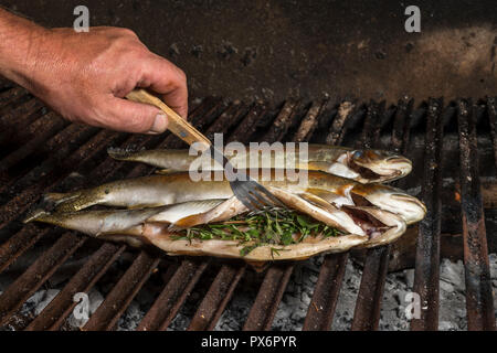 rainbow trout roasted on the grill. The cook's hands open it with a fork and let the herbs see Stock Photo