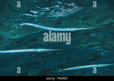 Needlefish hi-res stock photography and images - Alamy