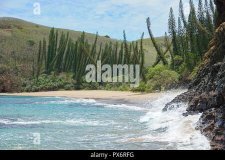 New Caledonia coastal landscape, wild beach with pine trees, Bourail, Grande Terre island, south Pacific Stock Photo