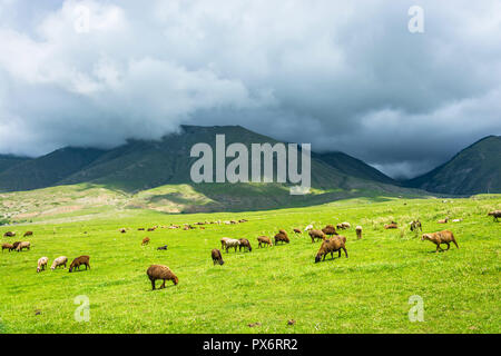 Flock of sheep grazing on a hillside on a Sunny summer day, Kyrgyzstan. Stock Photo