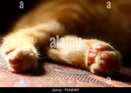 Close up of a mackeral tabby cats back feet in soft focus Stock Photo
