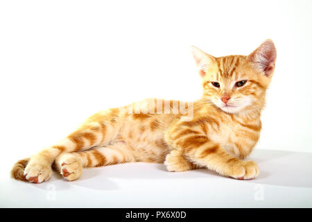 Ginger mackerel tabby kitten on a white background Stock Photo