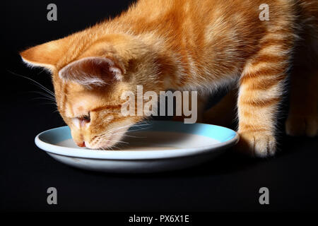 Ginger mackerel tabby kitten drinking cat milk from a saucer Stock Photo