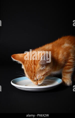 Ginger mackerel tabby kitten drinking cat milk from a saucer Stock Photo