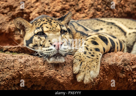 Clouded Leopard (Neofelis nebulosa) resting in its enclosure Stock Photo