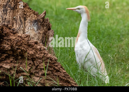 Cattle Egret (Bubulcus ibis) Stock Photo