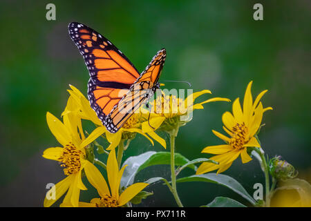 A Monarch butterfly (Danaus plexippus) perched on Sunflowers