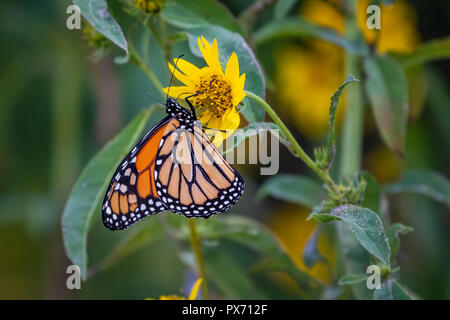 A Monarch butterfly (Danaus plexippus) perched on Sunflowers