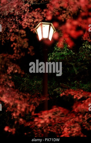 Street lamp surrounded by red Japanese maple trees at night in autumn Kyoto, Japan Stock Photo