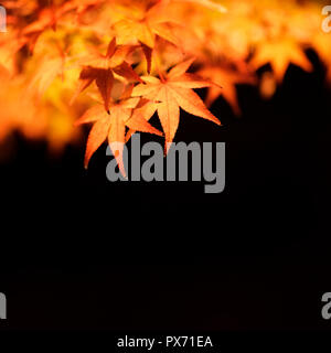 Artistic closeup of Illuminated at night red Japanese maple tree leaves isolated on black background, Acer palmatum, Kyoto, Japan Stock Photo