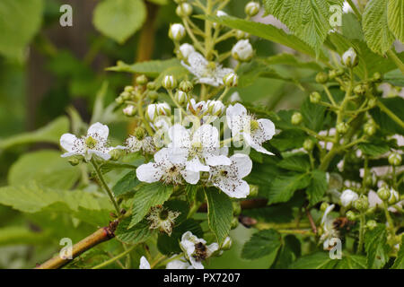 shrubby blackberry (Rubus fruticosus), branch with fruits ...
