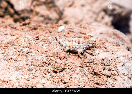 Lizard basking in the sun in the Atacama desert, Chile. Close-up. With selective focus Stock Photo