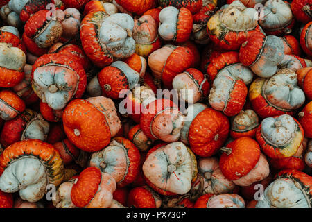 Piles and piles of pumpkins. There are a broad variety of pretty pumpkins! Perfect for  Fall backdrops. Stock Photo