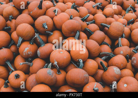 Piles and piles of pumpkins. There are a broad variety of pretty pumpkins! Perfect for  Fall backdrops. Stock Photo
