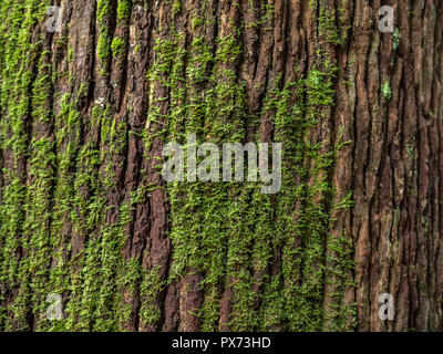 Moss cover on tree bark background. Close-up moss texture on tree surface. Stock Photo