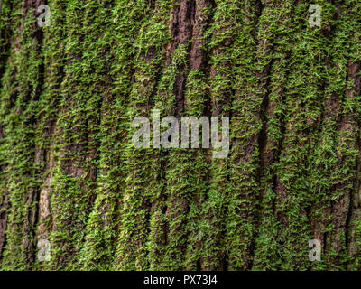 Moss cover on tree bark background. Close-up moss texture on tree surface. Stock Photo
