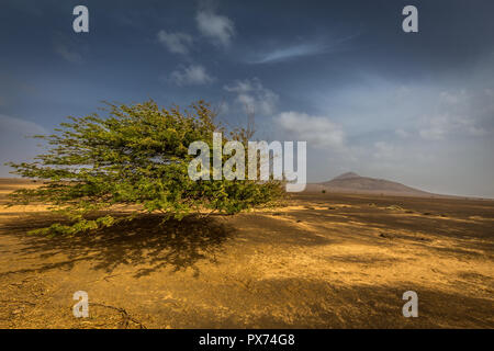 Lone green tree floating in the air in African desert on island of Sal, Cabo Verde with scenic blue sky