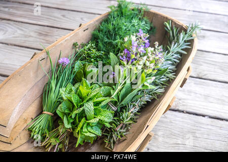 Herbs fresh from kitchen garden in harvest basket: chives, mint, thyme, rosemary, dill, sage with edible purple flowers - shallow depth of field Stock Photo