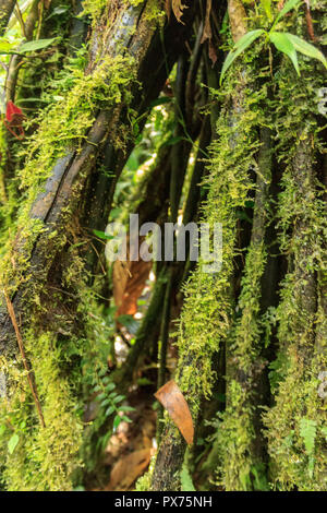 Interior of primary tropical rainforest in Ecuador Stock Photo - Alamy