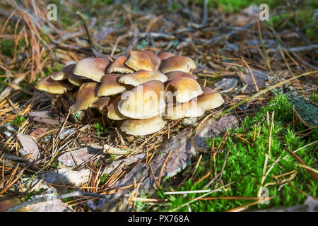 Mushrooms honey agarics grow on the ground, in the forest, Russia Stock Photo