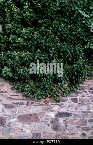 Common ivy, Hedera helix, creeping on a wall Stock Photo