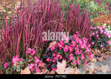 Colourful perennial plants: Imperata and busy lizzies Stock Photo