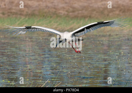 Adult female Black-necked Stork or Jabiru glides effortlessly in to land on a Cape York wetland lagoon ready to commence feeding on the lagoon's edge Stock Photo