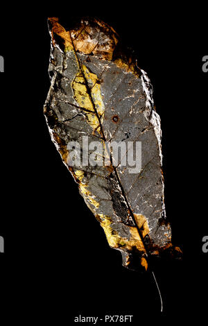 Desiccated leaf skeleton isolated against black background - North Carolina, USA Stock Photo