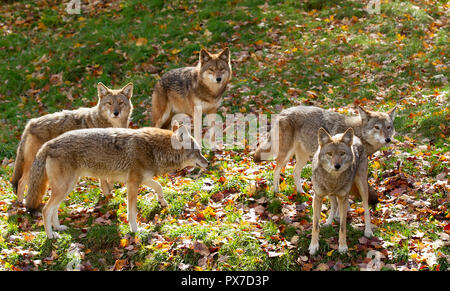 Coyotes (Canis latrans) standing in a grassy green field in the golden light of autumn in Canada Stock Photo