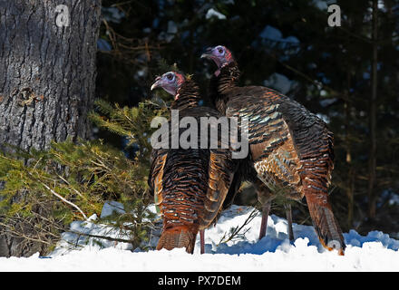 Eastern Wild Turkeys (Meleagris gallopavo) standing in the snow in Canada Stock Photo