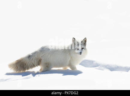 Arctic fox (Vulpes lagopus) isolated on white background walking in the snow in winter in Canada Stock Photo