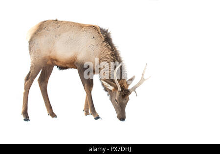 Bull Elk isolated against a white background standing in the winter snow in Canada Stock Photo