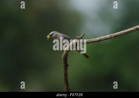 Chestnut-tailed Starling bird (Sturnus malabaricus) standing on the branch in nature, Thailand Stock Photo