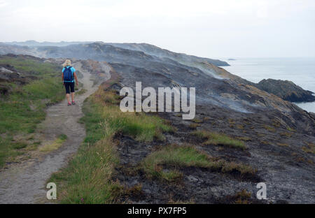 Woman Walking on Footpath by Burning Moorland near Amlwch on the Isle of Anglesey Coastal Path, Wales, UK. Stock Photo