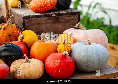 arrangement of pumpkins at harvest time Stock Photo