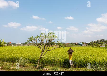 Rice field with reed thatched altar for offerings to Dewi Sri, Balinese Rice Mother. Rural landscape. Bali Island, Indonesia Stock Photo