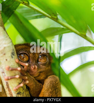 A close-up portrait of a Tarsier on a tree branch in Bohol, Philippines ...