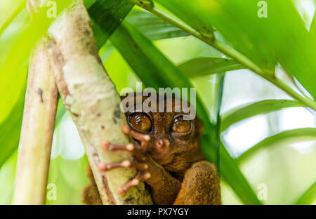 Philippine tarsier sitting on a tree, Bohol, Philippines. With selective focus Stock Photo