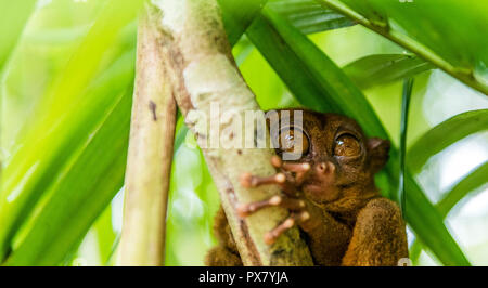 Philippine tarsier sitting on a tree, Bohol, Philippines. With selective focus Stock Photo
